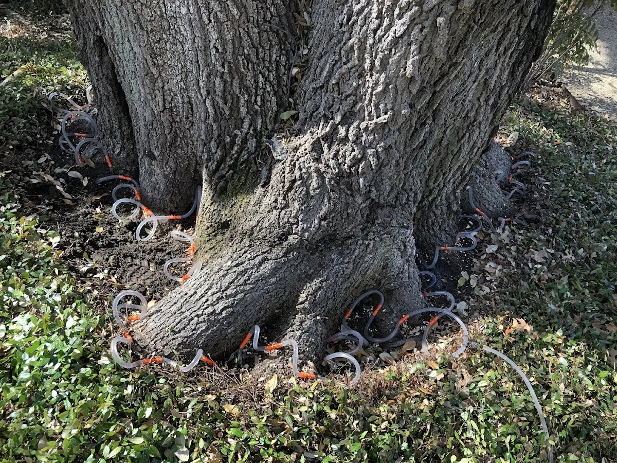 Detailed Tree Cabling and Bracing job site in Point Clear